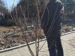 腊梅下山桩90元 有人高 可以吗 图片