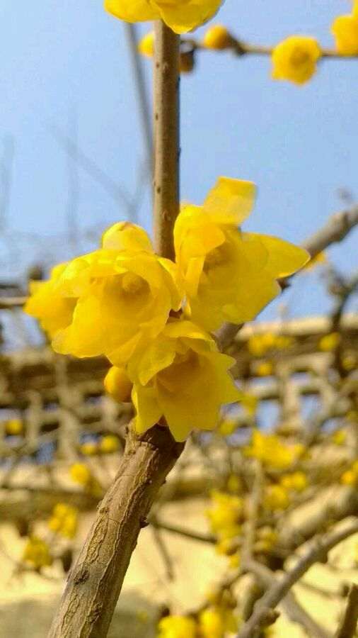 看看 你那里腊梅下山桩 能否种 图片