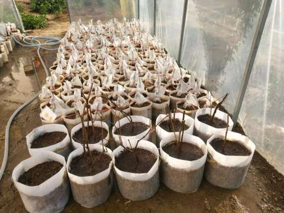 腊梅下山桩怎么种植发芽率高 图片