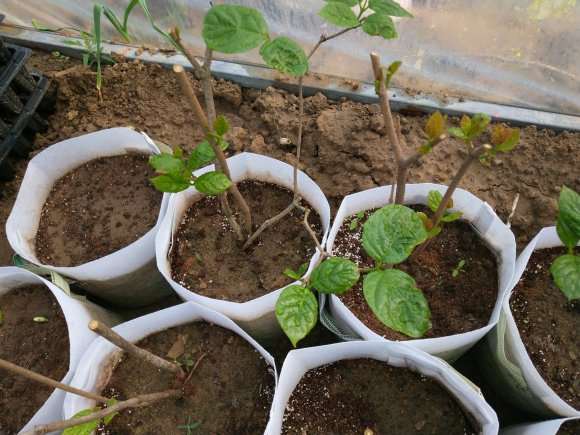 腊梅下山桩怎么种植发芽率高 图片