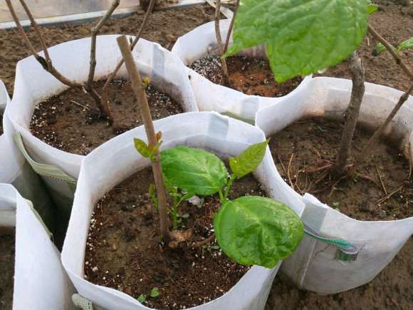 腊梅下山桩怎么种植发芽率高 图片