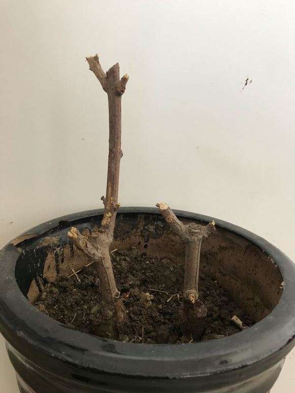 我的腊梅下山桩是不是死了 怎么办 图片