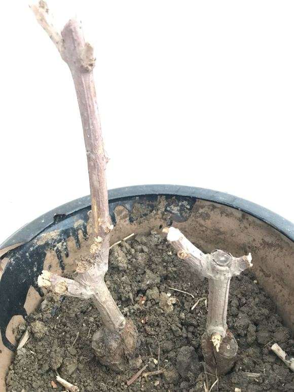 我的腊梅下山桩是不是死了 怎么办 图片