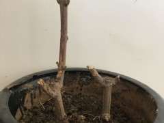 我的腊梅下山桩是不是死了 怎么办 图片