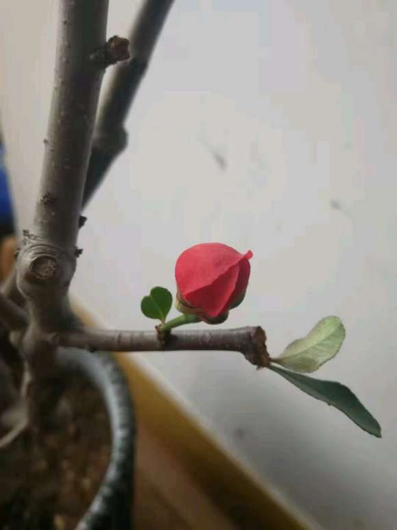 我这个是不是腊梅下山桩 怎么区别 图片