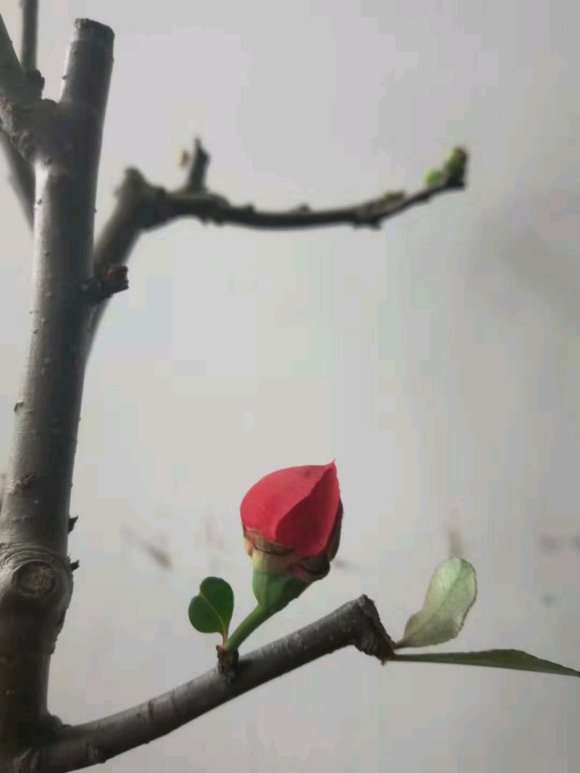 我这个是不是腊梅下山桩 怎么区别 图片