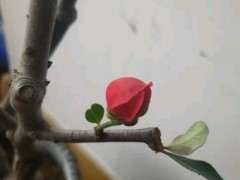 我这个是不是腊梅下山桩 怎么区别 图片