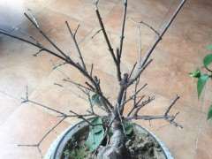 家养腊梅下山桩不长叶子 怎么办 图片