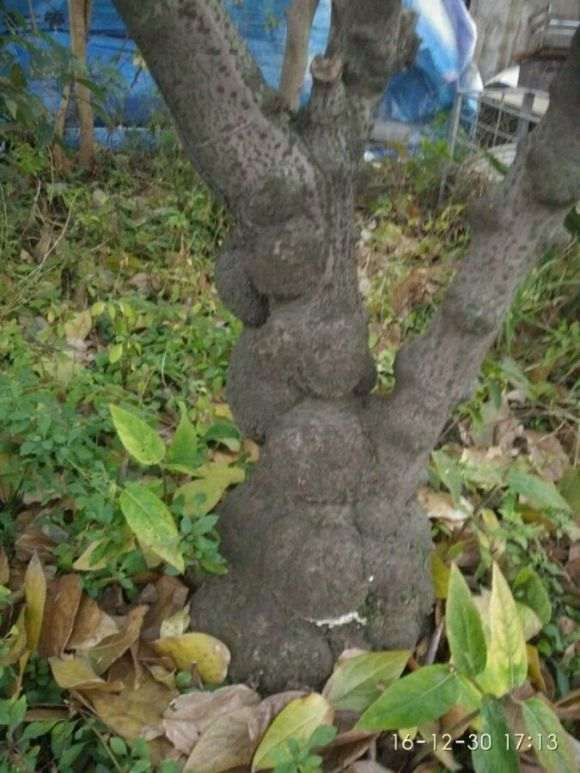 疙瘩腊梅下山桩 5千卖 值得吗 怎么样 图片