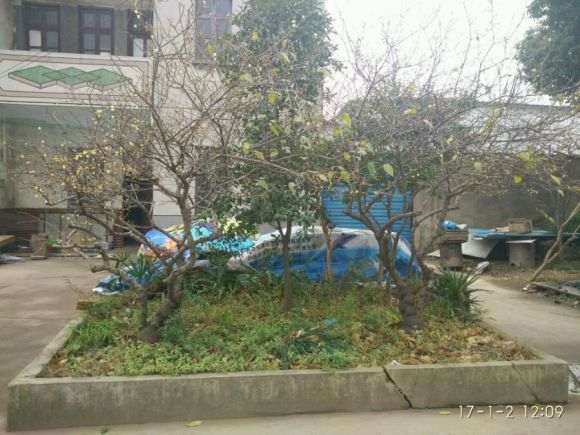 疙瘩腊梅下山桩 5千卖 值得吗 怎么样 图片
