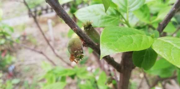 腊梅下山桩结果了 要不要留着 图片