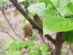 腊梅下山桩结果了 要不要留着 图片