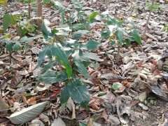 腊梅下山桩不知道怎么才容易发芽 图片