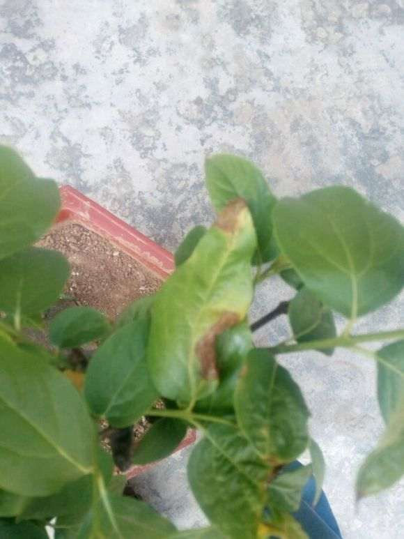 腊梅下山桩叶子怎么这样了 图片