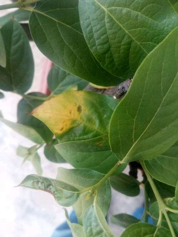 腊梅下山桩叶子怎么这样了 图片