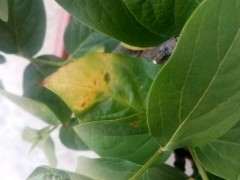 腊梅下山桩叶子怎么这样了 图片