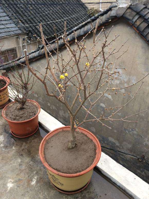 这是宫宝腊梅下山桩吗 怎么样 图片