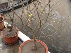 这是宫宝腊梅下山桩吗 可以吗 图片