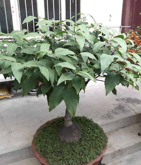 腊梅下山桩 市场买的750元 怎么样 图片