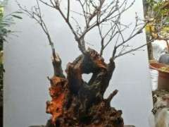 腊梅下山桩老桩能不能芽接 图片