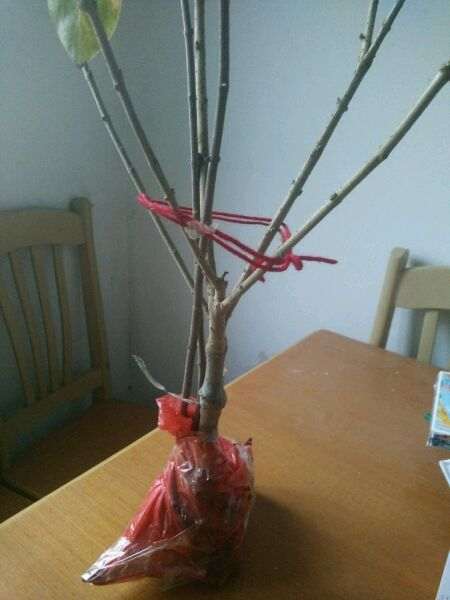 这是素心腊梅下山桩 怕被骗了 图片