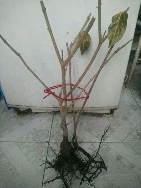 这是素心腊梅下山桩 怕被骗了 图片