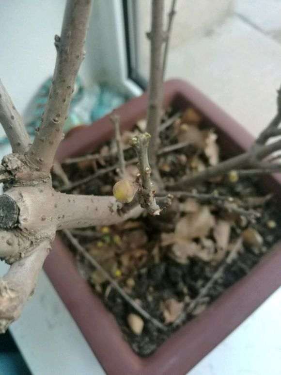 北方室内怎么种腊梅下山桩的方法 图片