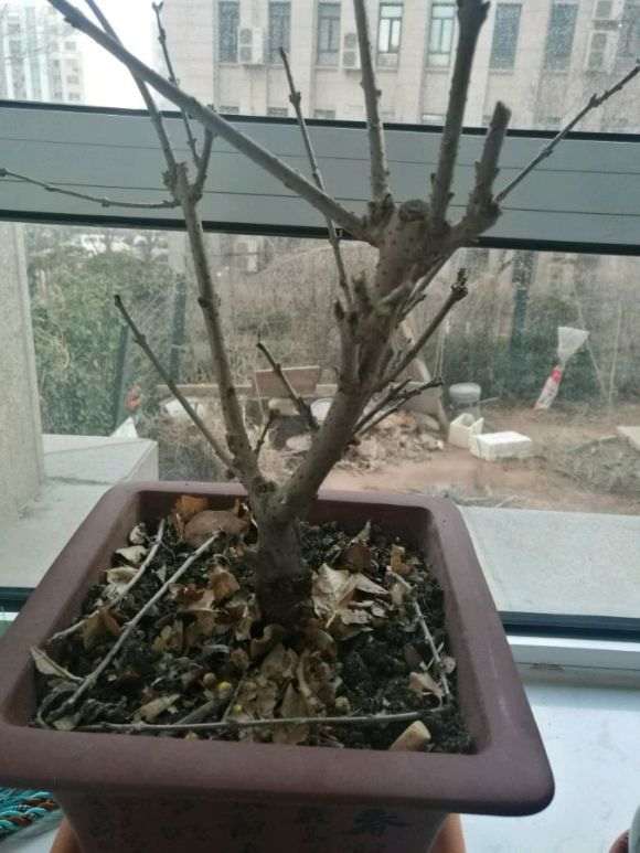 北方室内怎么种腊梅下山桩的方法 图片