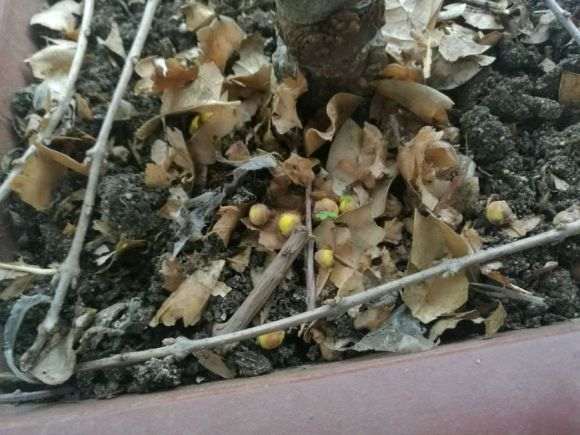 北方室内怎么种腊梅下山桩的方法 图片