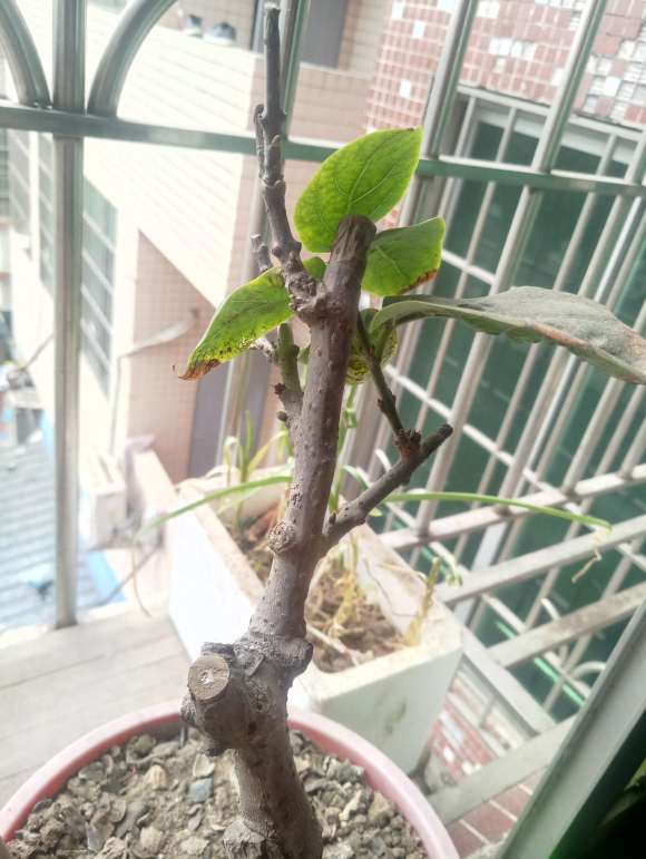 我的腊梅下山桩怎么不发芽 为什么 图片