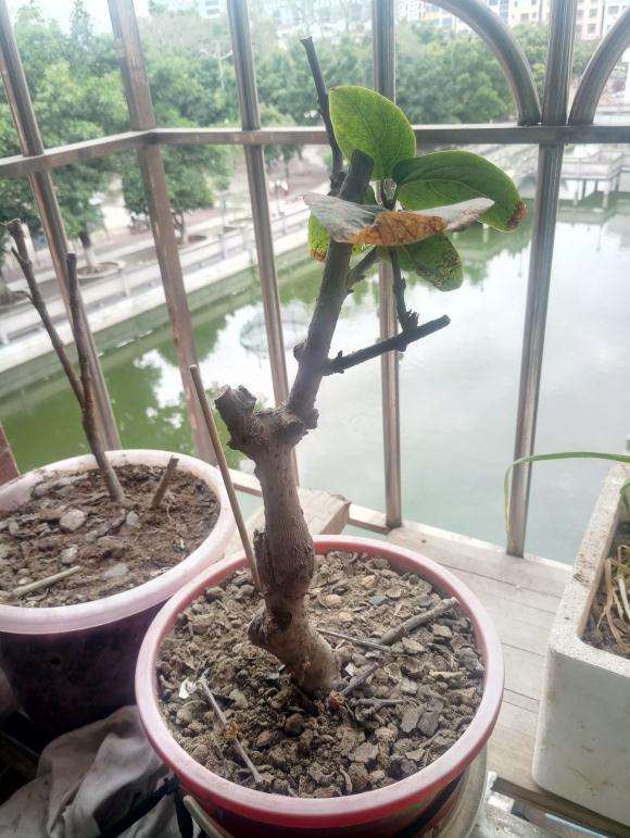我的腊梅下山桩怎么不发芽 为什么 图片