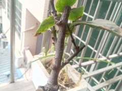 我的腊梅下山桩怎么不发芽 为什么 图片