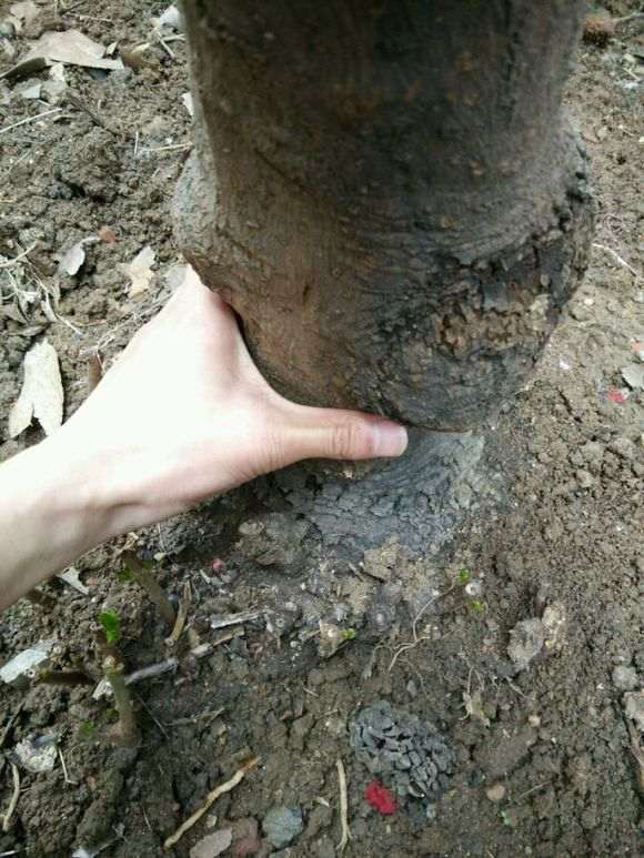 捡来的腊梅下山桩 出芽了 怎么样 图片