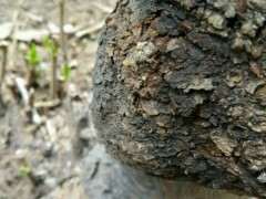 捡来的腊梅下山桩 出芽了 可以吗 图片