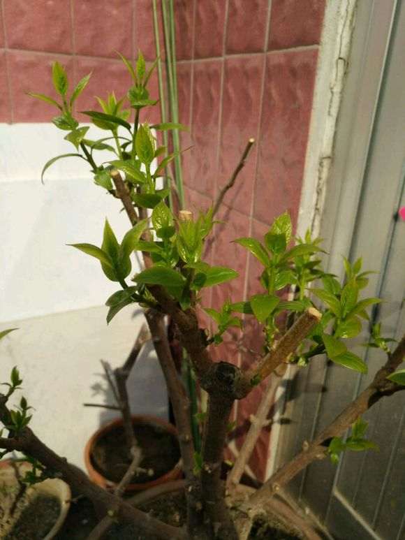 腊梅下山桩怎么摘心的方法 图片