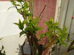 腊梅下山桩怎么摘心的方法 图片