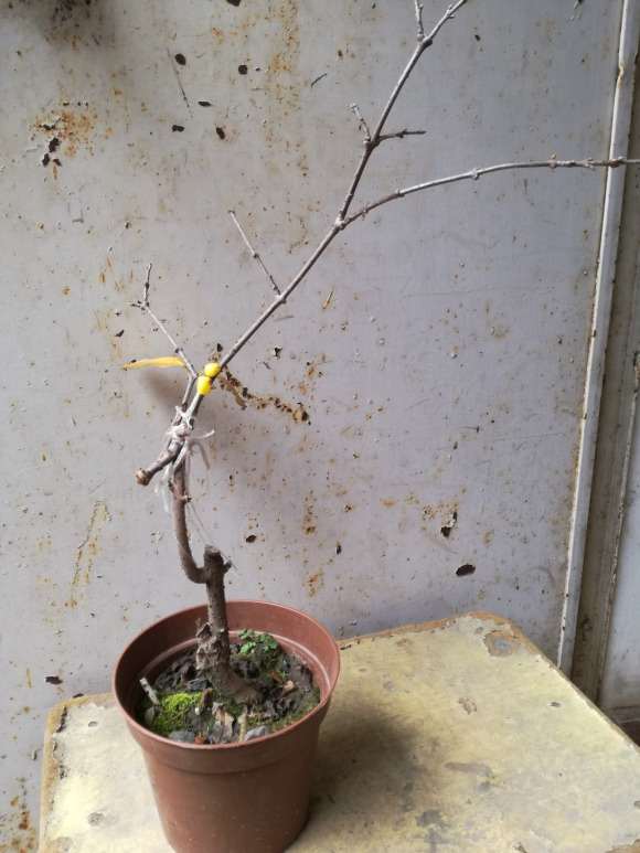 靠接的腊梅下山桩怎么处理最好 图片