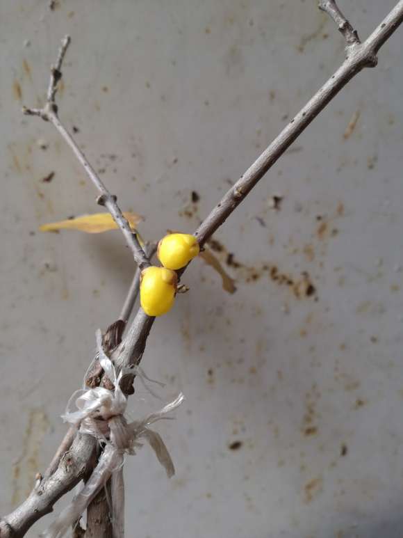 靠接的腊梅下山桩怎么处理最好 图片