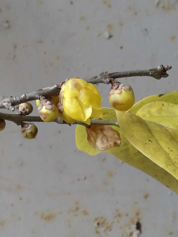 靠接的腊梅下山桩怎么处理最好 图片