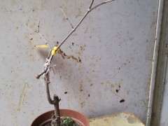 靠接的腊梅下山桩怎么处理最好 图片