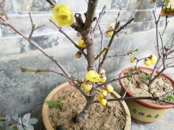 腊梅下山桩开花了 还是花苞 怎么样
