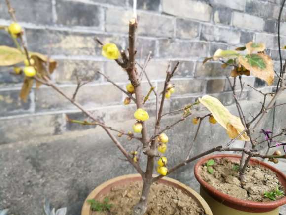 腊梅下山桩开花了 还是花苞 怎么样