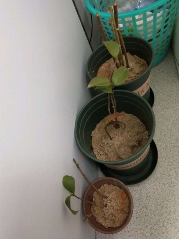 腊梅下山桩怎么扦插的方法 图片