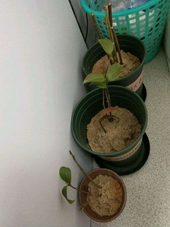 腊梅下山桩怎么扦插的方法 图片