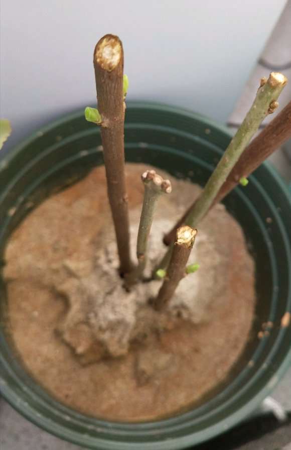 腊梅下山桩怎么扦插的方法 图片