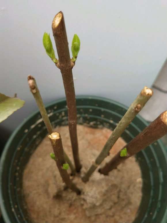 腊梅下山桩怎么扦插的方法 图片