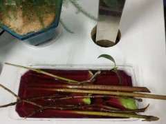 腊梅下山桩怎么扦插的3个方法 图片