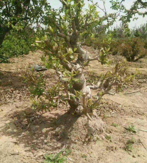 这种腊梅下山桩是不是极品 怎么样 图片