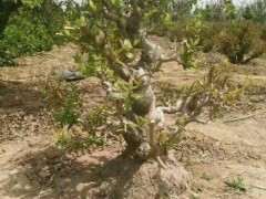 这种腊梅下山桩是不是极品 可以吗 图片