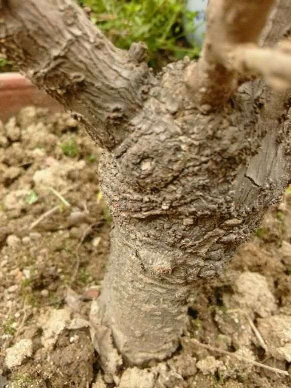 怎么知道腊梅下山桩是嫁接的 图片